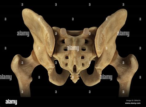 Rear View Of The Male Pelvis Sacrum And Hip Joints Stock Photo