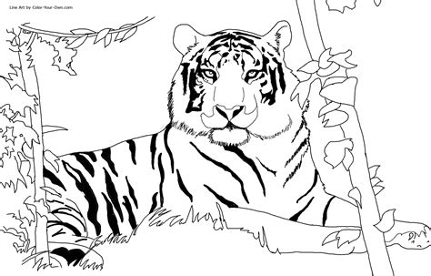 Bengal Tiger Coloring Page