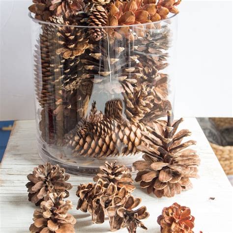 Assorted Pine Cones 100 Bulk Natural Untreated Sanitized Etsy