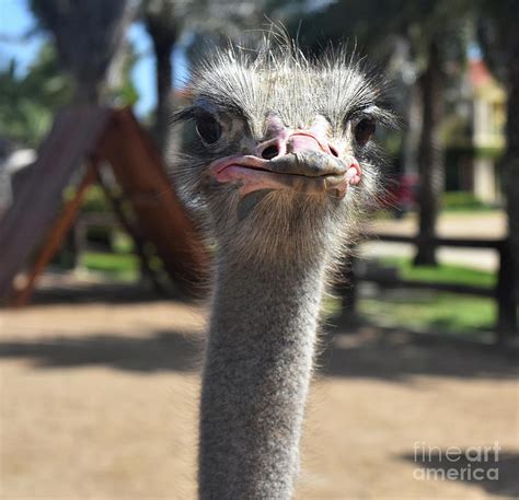 Silly Ostrich Making Very Funny Faces Photograph By Dejavu Designs