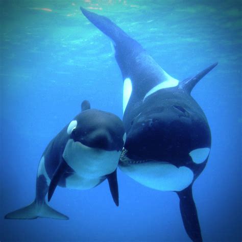 Orca And Her Calf Seemingly Posing For A Picture Rgoodrisingtweets