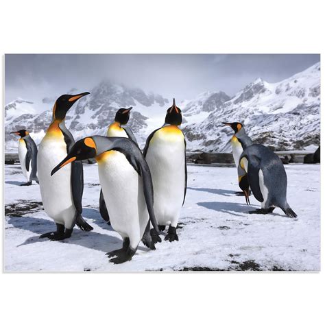 Metal Art Studio King Penguins At The Bay By Steph Oli Penguin Wall