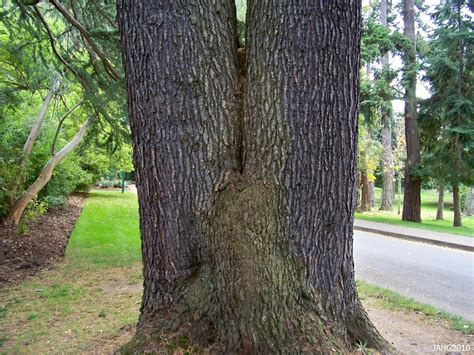 Trees Planet Cedrus Deodara Deodar Cedar