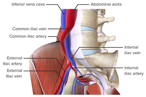 Bacia Anatomia Concise Medical Knowledge 9600 The Best Porn Website