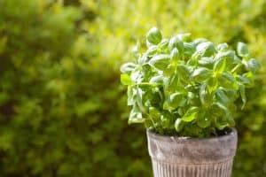 6 Dog-Safe Plants That Naturally Repel Mosquitoes (& Other Pests ...