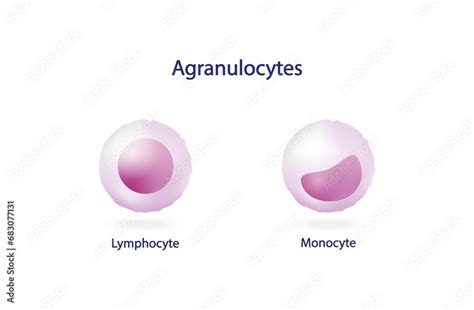 Agranulocytes Monocyte And Lymphocyte Leukocytes White Blood Cell
