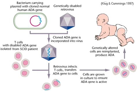 Gene Therapy Rationalia Com