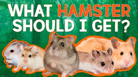 What Hamster Should I Get Youtube