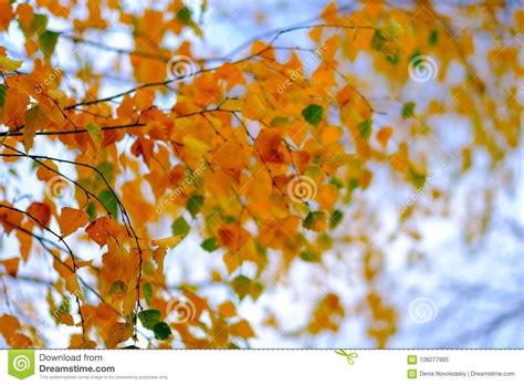 Autumn Foliage On Blue Sky Background Stock Image Image Of Lush