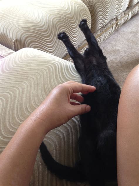 oh the belly rubs funny cats cats funny photos