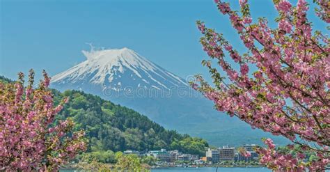 Pink Cherry Blossom And Fuji Mountain Stock Image Image Of Lake