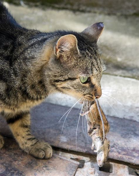 Cat Carries A Mouse Stock Image Image Of Attack Carnivore 51186983