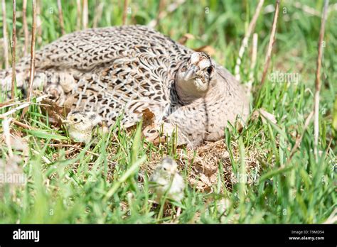 Baby Pheasant Stock Photos And Baby Pheasant Stock Images Alamy