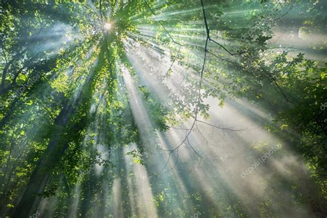 Sun Rays Through The Trees In The Forest In Sunny Day Stock Photo By