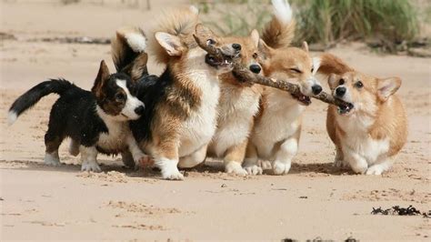 Teamwork Dogs Picture Funny Animals Cute Animals Corgi Dog