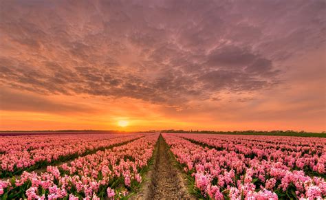 Field Of Pink Hyacinths At Sunset