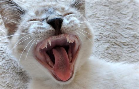 When they started losing teeth it scared us a bit. Do Kittens Lose Their Baby Teeth? | LoveToKnow