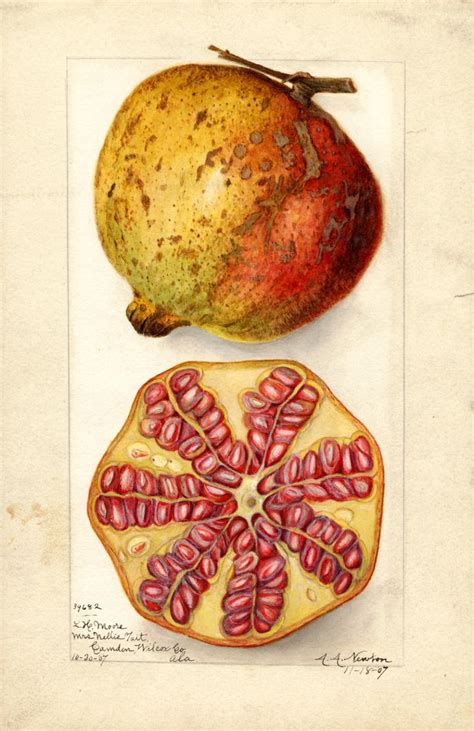 Pomegranates Print Vintage Botanical Prints Botanical