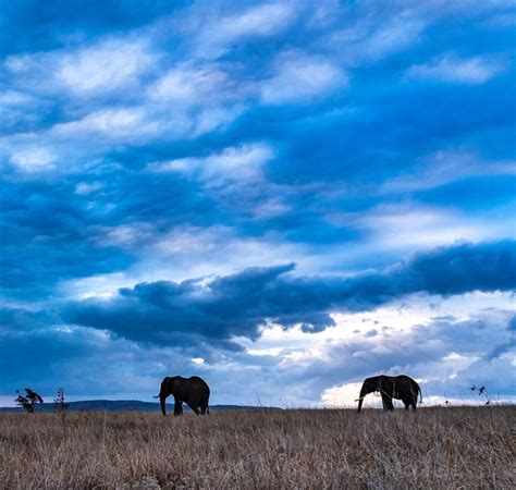 National Geographic Travel Wild Elephant Animals Of The World