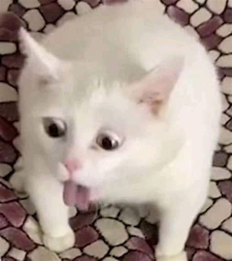 White Cat Vomiting Meme Keep Meme
