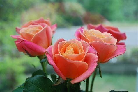 Most Popular Types Of Roses