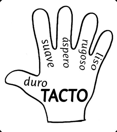 Fichas Del Sentido Del Tacto 👐🏼 Sentido Del Tacto Actividades 5