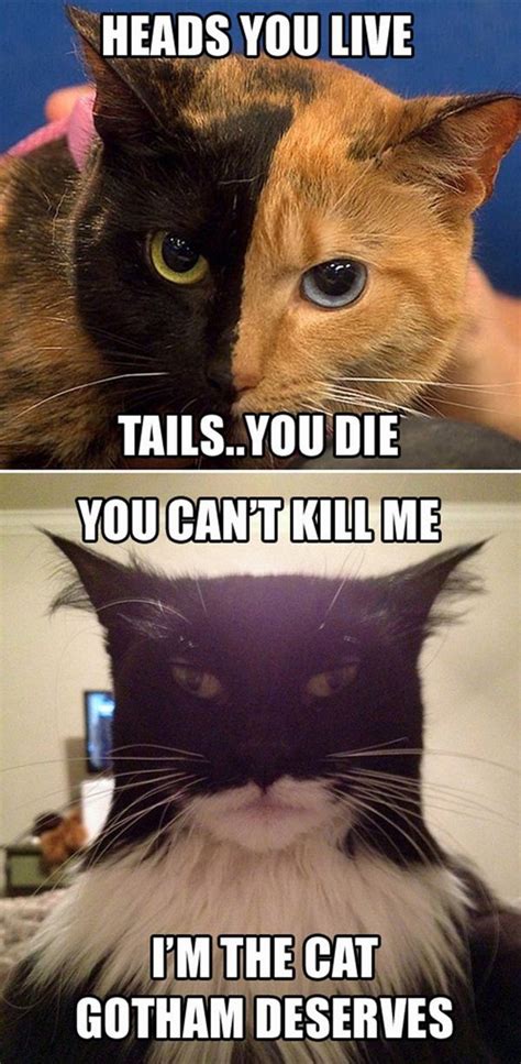 Funny Cats Two Face Vs Batman Dump A Day