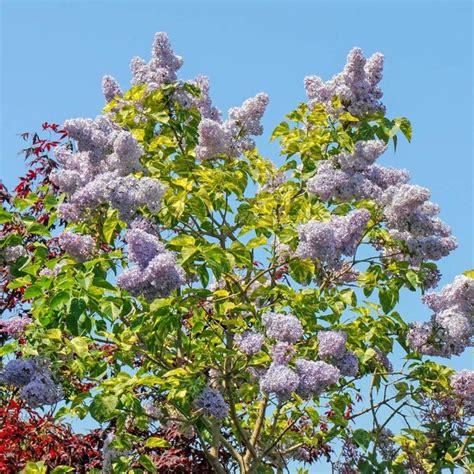 Spring Hill Nurseries Purple 3 In Variegated Lilac Flowering Shrub In