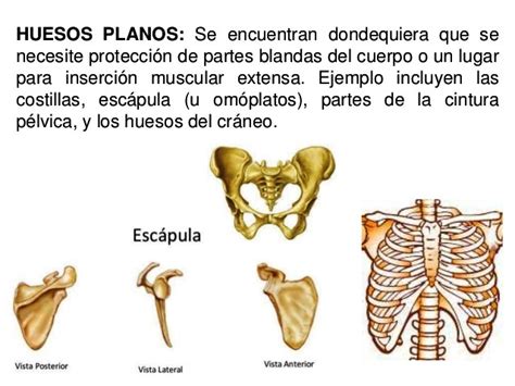¿cuáles Son Los Huesos Planos Del Cuerpo Humano Esqueleto Humano