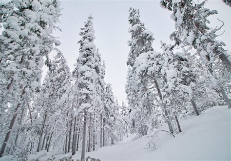 A Snowy Forest In Lapland Enontekiö Finland Oc 5583 3887