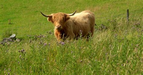 Tour Scotland Photograph Highland Cow Killiecrankie Scotland