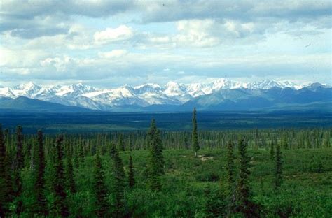30 Fascinating Facts About The Boreal Forest Forest And Wildlife