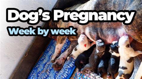 Week By Week Stages Of Dogs Pregnancy Pregnancy Of My Dog From Day