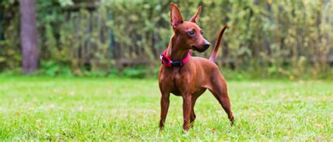 Manchester Terrier Vs Miniature Pinscher What Are The Differences