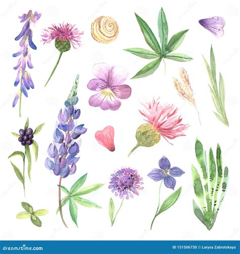 Watercolor Hand Painted Wildflowers Field Plants Stock Illustration