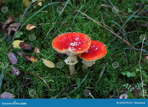 Closeup Shot Of Amanita Muscaria Mushroom Growing In A Forest Stock
