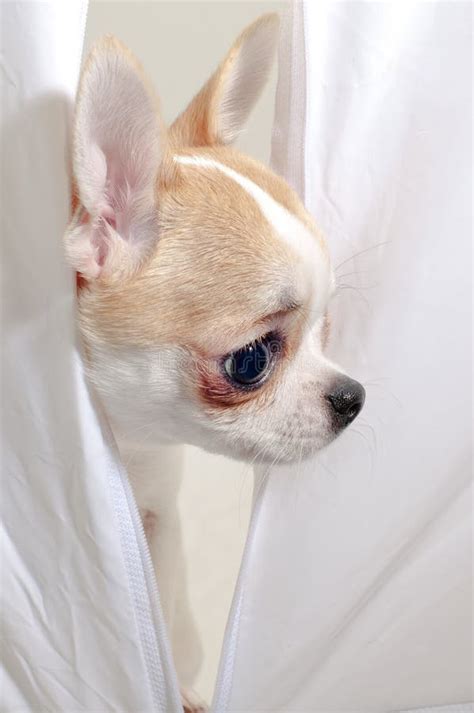 Chihuahua Dog Head In Profile Close Up Stock Image Image Of Fuzzy