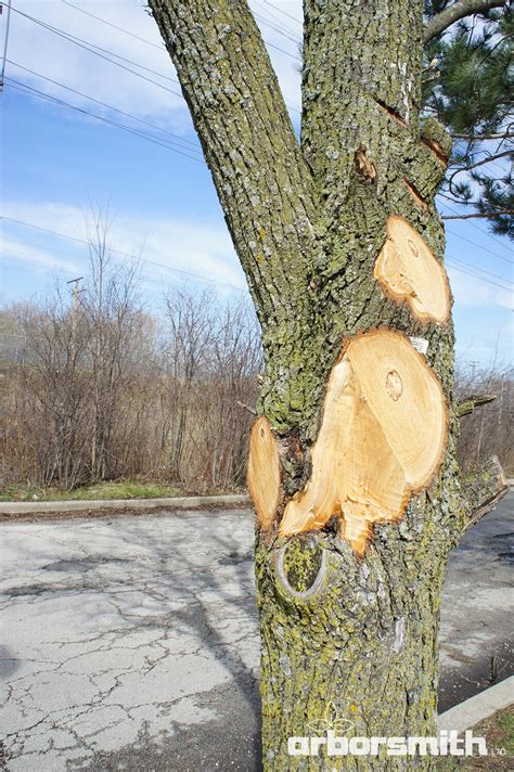 Why Dont Arborists Paint Cuts With Wound Dressing — Arborsmith Ltd