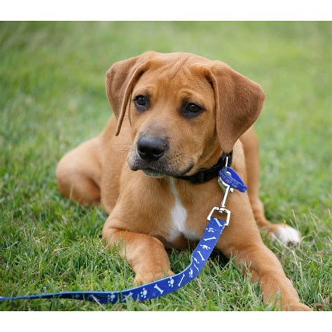 All 93 Images Rhodesian Ridgeback Lab Mix Pictures Updated