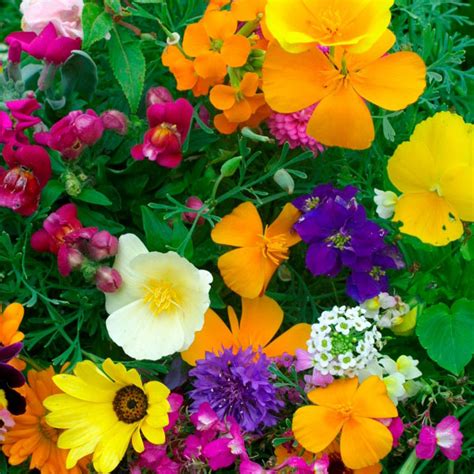 Hardy Annuals Dwarf Mix Kings Seeds