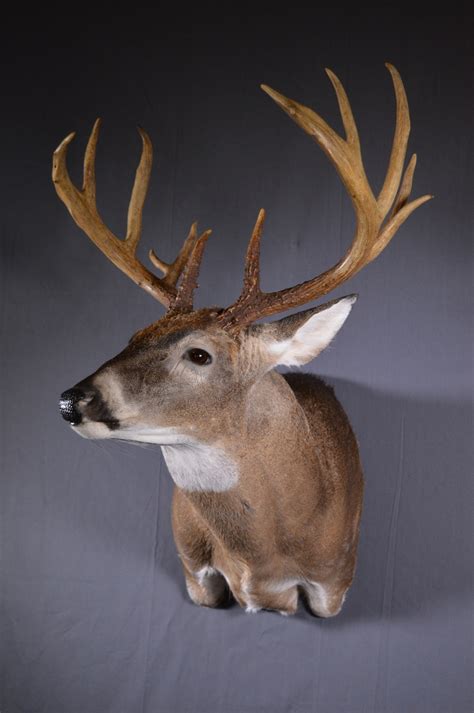 Great Outdoor Taxidermy