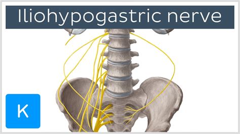 Iliohypogastric Nerve Pain