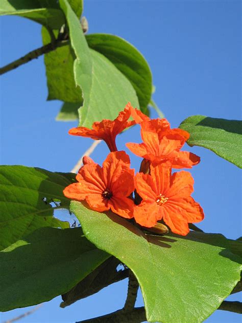 Small trees can pack a big punch into your landscape. Orange Geiger Tree (sebestena cordia) - Urban Tropicals