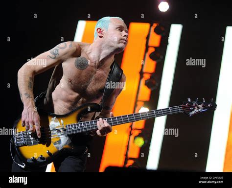 Bassist Michael Flea Balzary Of The US Band Red Hot Chili Peppers Performs On Stage Of The O