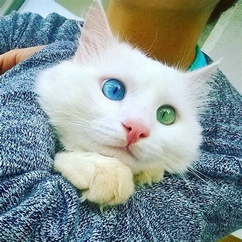 This Slightly Cross Eyed Kitty Will Mesmerize You With His Distinctive