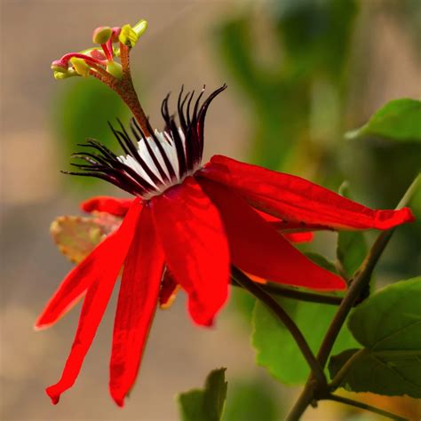 Bright Red Passion Flower Plant For Sale Scarlet Flame Easy To Grow