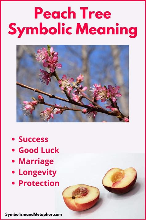 Peach Tree Symbolism And Meaning Fortune And Rebirth