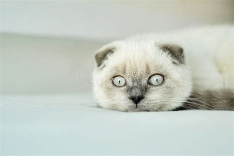 White Scottish Fold Domestic Cat Lying In Bed Beautiful White Kitten