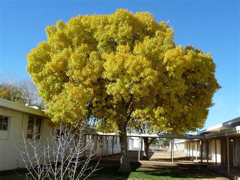 Ca Native Trees That Are Easy On Your Water Bill Kcet
