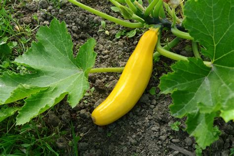 Growing Squash Top Tips To Channel Your Inner Farmer